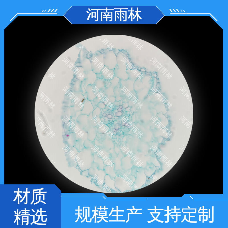 雨林教育 可定制 源头工厂 一对一质检 实验标本