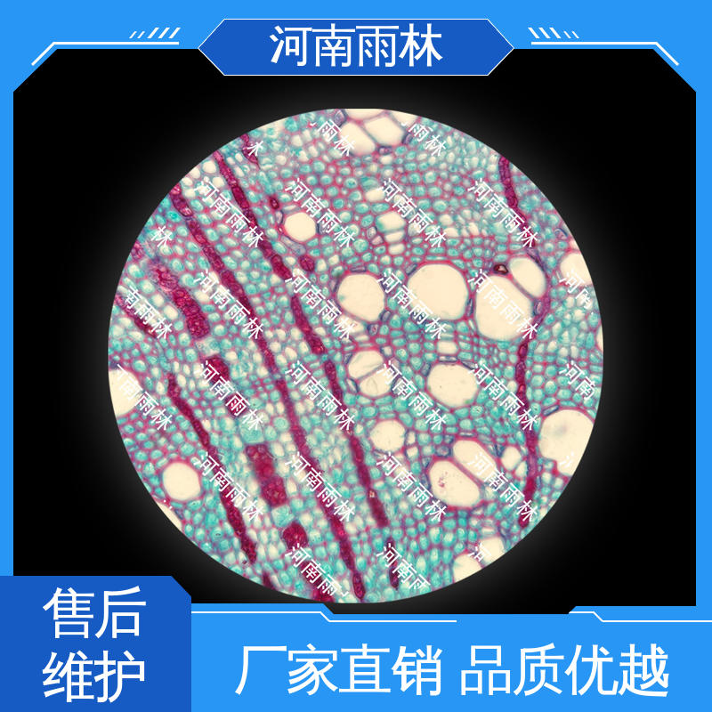 雨林教育工程 植物标本 支持定制 可提供材料 细胞清晰