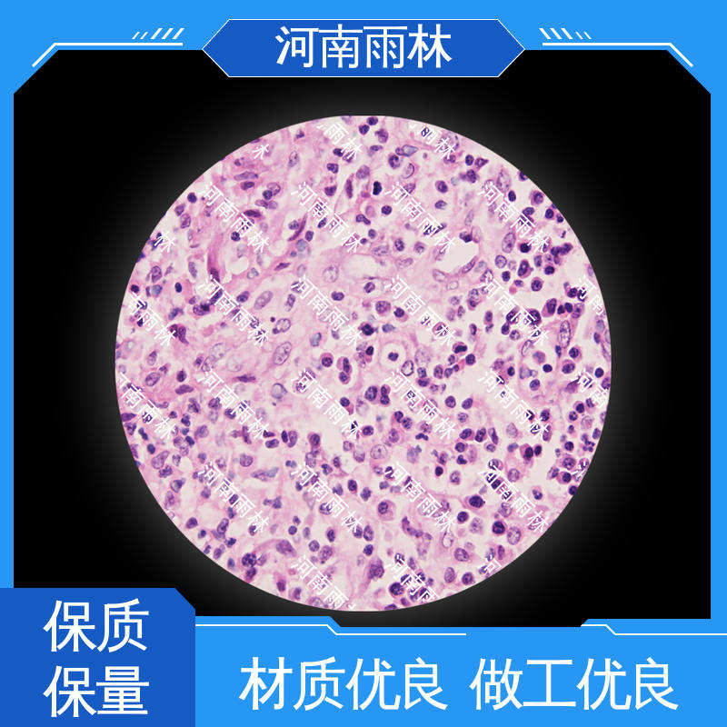 雨林教育 实验标本 个性化定做 一对一质检 售后无忧