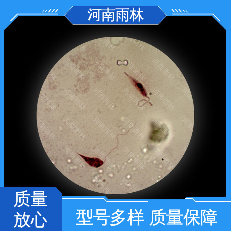 可后期加工 个性化定做 颜色鲜亮 实验标本 雨林教育