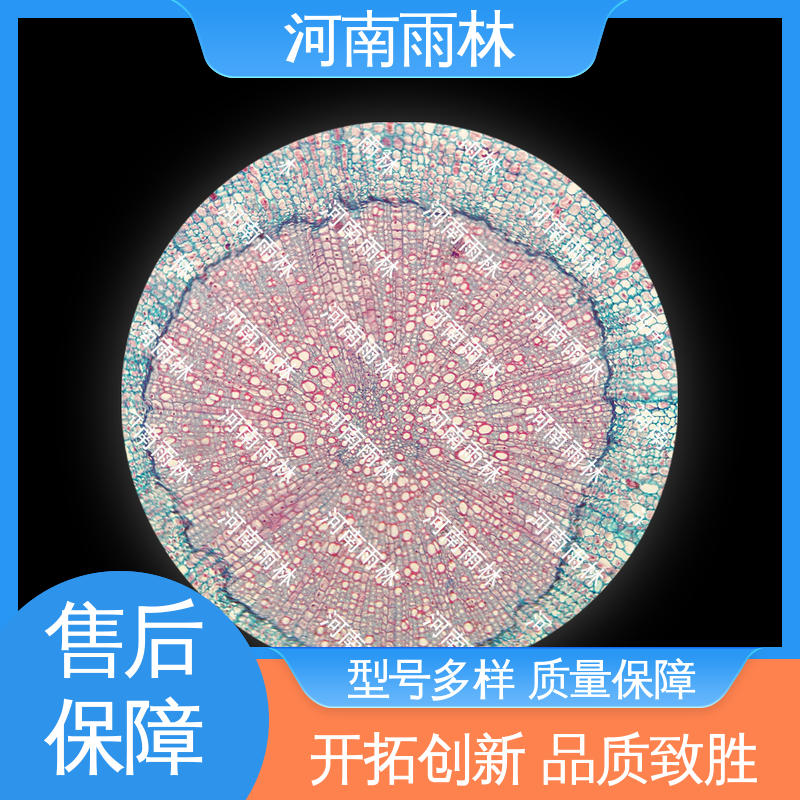 可后期加工 颜色鲜亮 各类标本 源头工厂 雨林教育工程