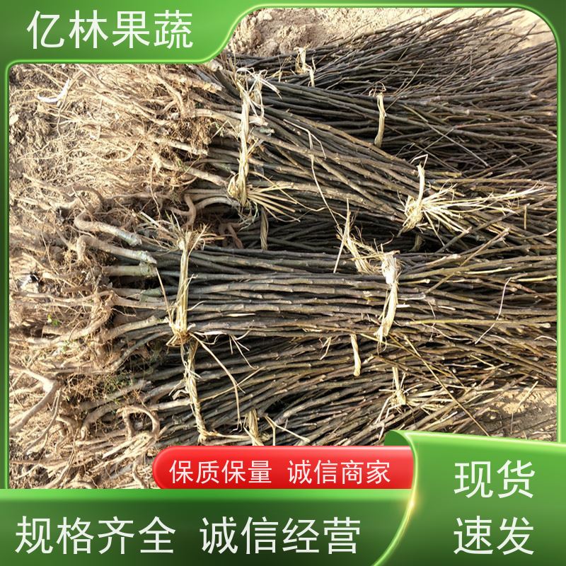 亿林苗木 桃树苗 特产果树桃幼苗 果实饱满味道好