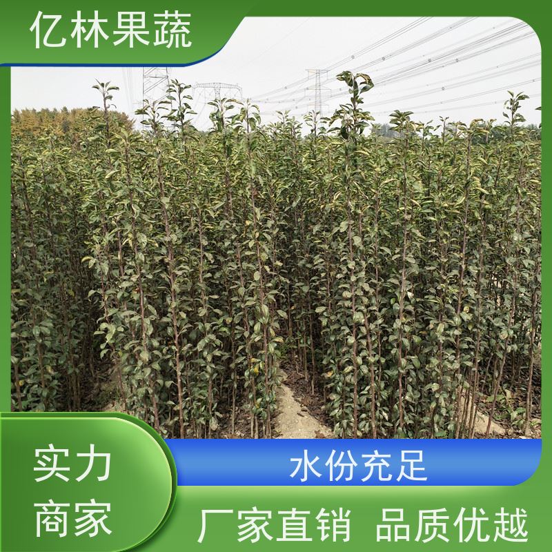 亿林苗木 油桃苗 园林绿化果树苗 抗寒能力强 根系饱满成活率高