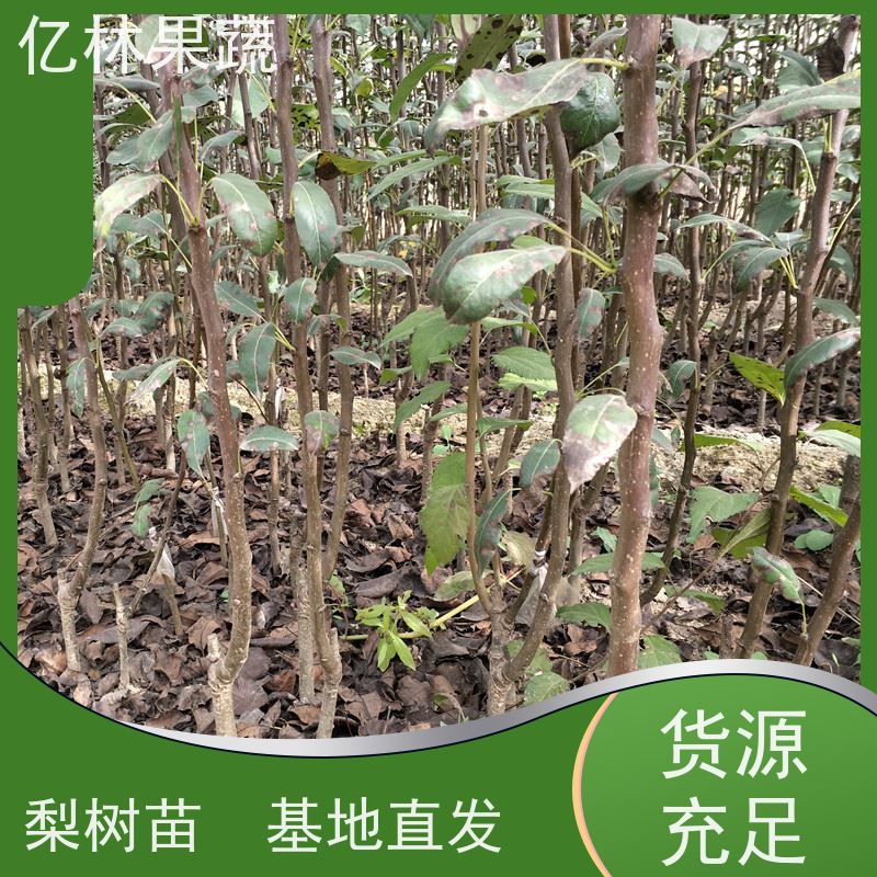 亿林苗木 基地直发 特产果树梨幼苗 玉露香梨树苗