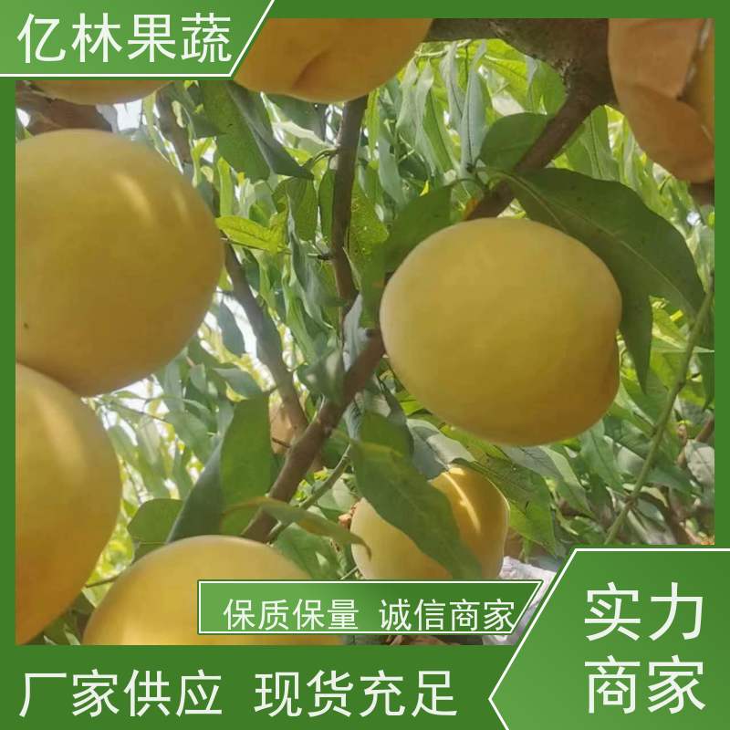 亿林苗木 基地直发 三公分现挖现发 品种齐全 早酥红梨苗