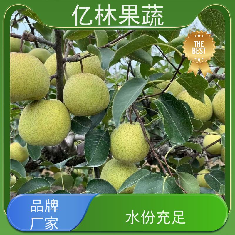 亿林苗木 桃树苗 三公分现挖现发 品种齐全 成活率高