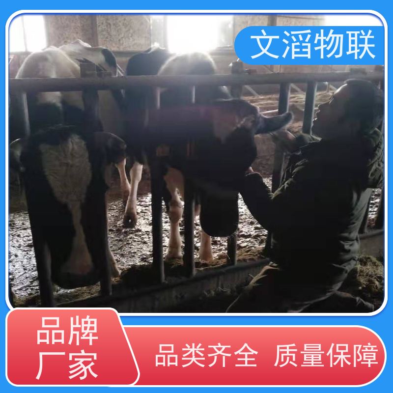 文滔物联 猪B超 多功能畜牧宠物定位计步器 批发 