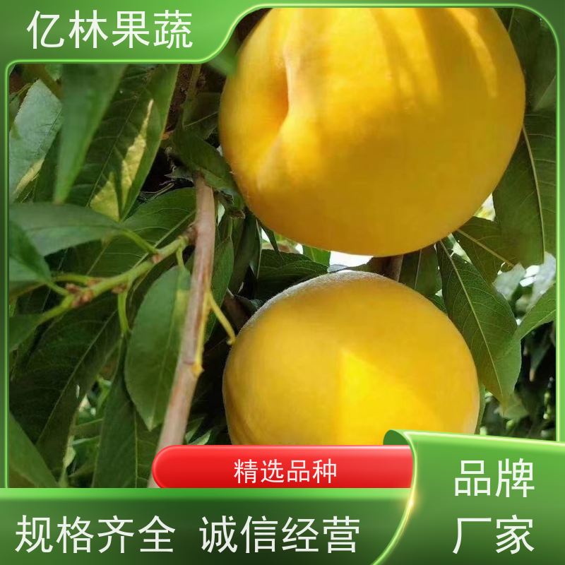 亿林苗木 油桃苗 园林绿化果树苗 抗寒能力强 果实饱满味道好