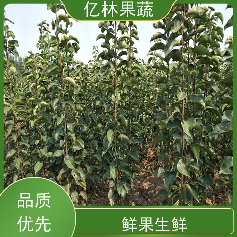 亿林苗木 桃树苗 特产果树桃幼苗 根系饱满成活率高