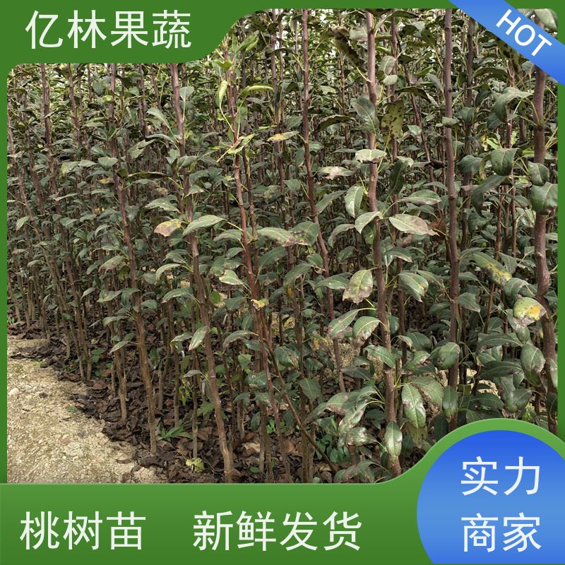 亿林苗木 桃树苗 现挖现发新鲜 粗两公分 基地直发