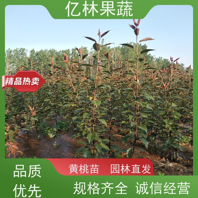亿林苗木 桃树苗 现挖现发新鲜 粗两公分 根系饱满成活率高
