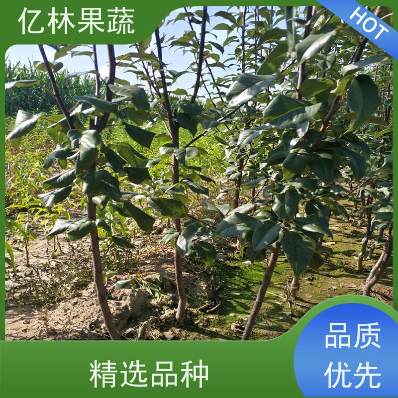 亿林苗木 桃树苗 三公分现挖现发 品种齐全 果实饱满味道好