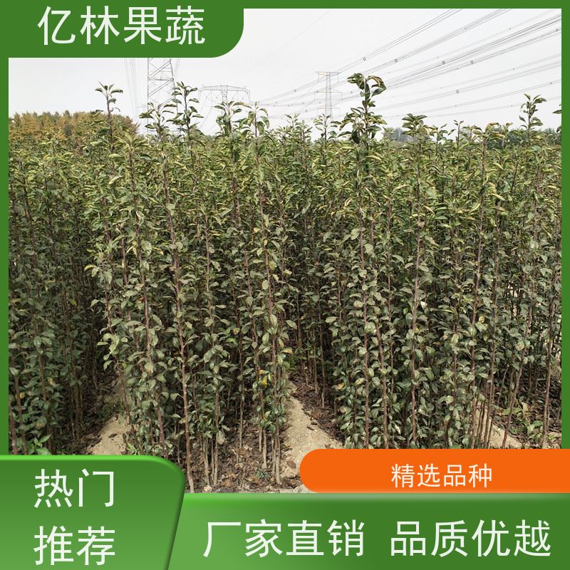 亿林苗木 桃树苗 三公分现挖现发 品种齐全 成活率高