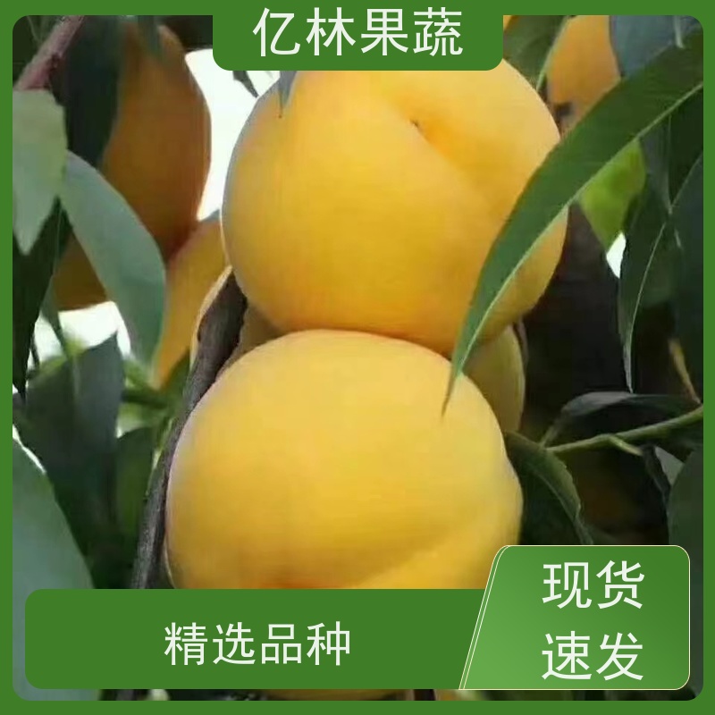 亿林苗木 桃树苗 嫁接技术指导 抗寒能力强 果实饱满味道好