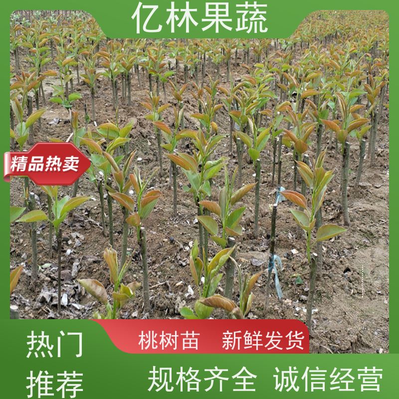 亿林苗木 桃树苗 嫁接技术指导 抗寒能力强 成活率高