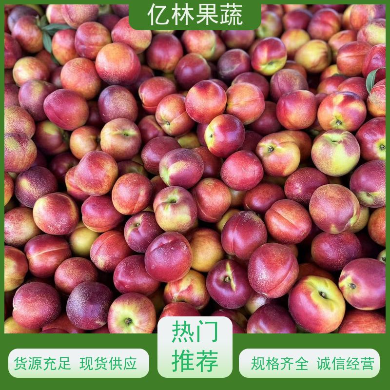 基地培育 圆黄梨树苗 果实饱满味道好 黄尊蜜梨 口感香甜
