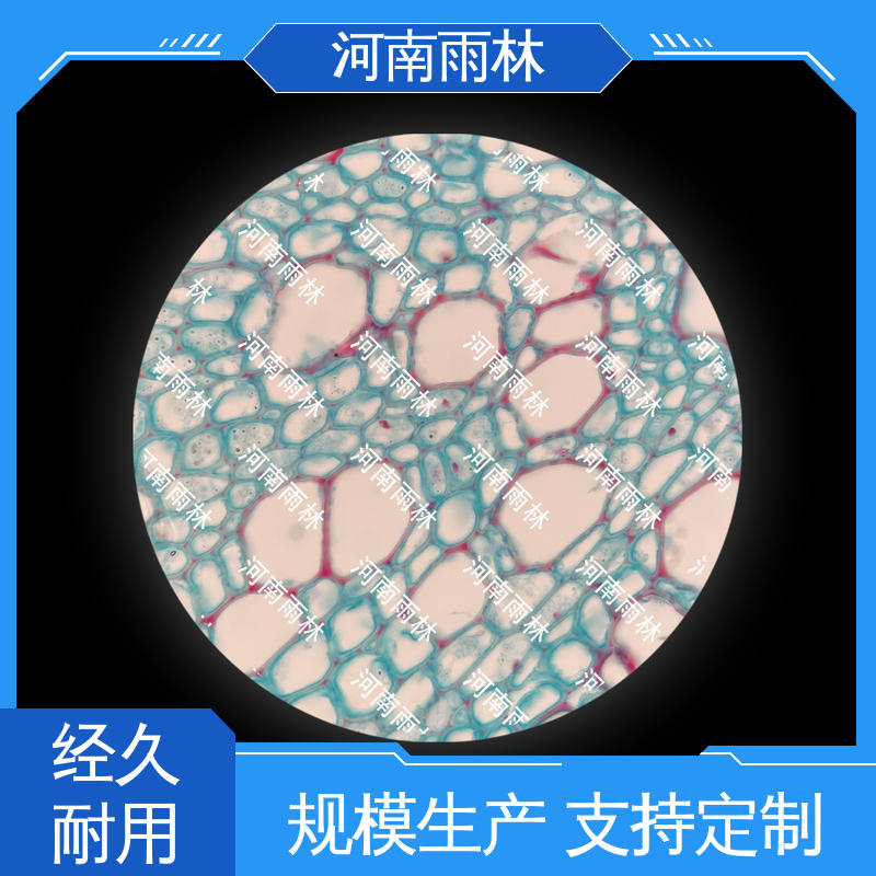 雨林教育工程 品质优良 可提供材料 厂家销售 植物切片