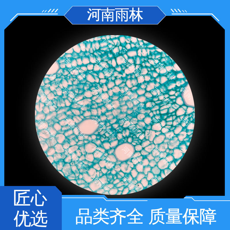 雨林教育工程 个性化定做 品质优良 植物标本 售后无忧