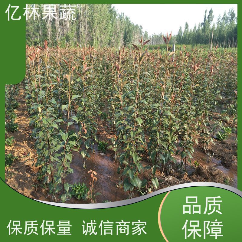 亿林苗木 桃树苗 嫁接技术指导 抗寒能力强 根系饱满成活率高