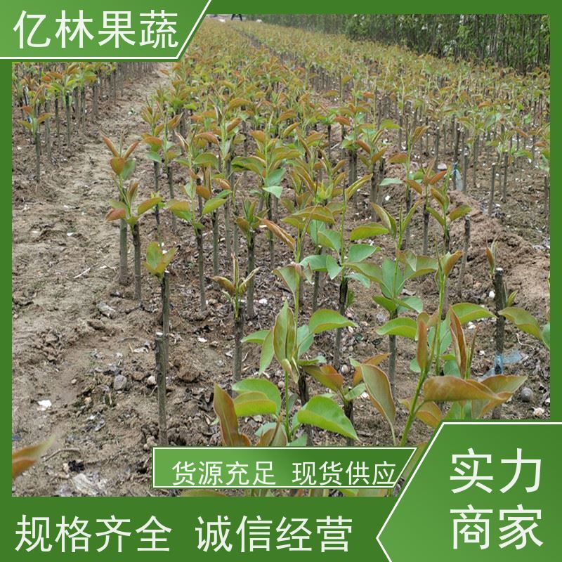 亿林苗木 桃树苗 新品种挑苗 香甜可口 成活率高