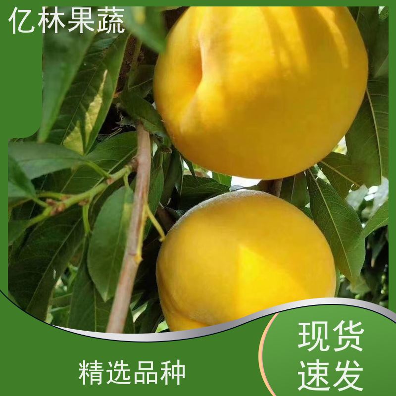 亿林苗木 桃树苗 晚熟品种桃 口感脆甜 基地直发