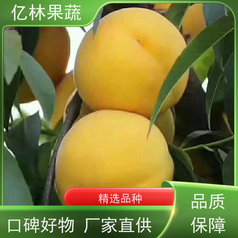 亿林苗木 桃树苗 晚熟品种桃 口感脆甜 成活率高