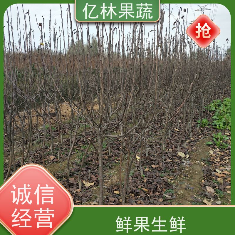 亿林苗木 黄桃苗 三公分现挖现发 品种齐全 易栽培桃树苗