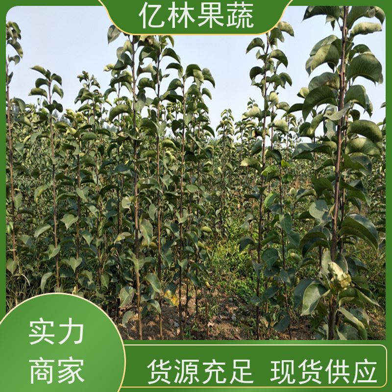 亿林苗木 桃树苗 晚熟品种桃 口感脆甜 根系饱满成活率高