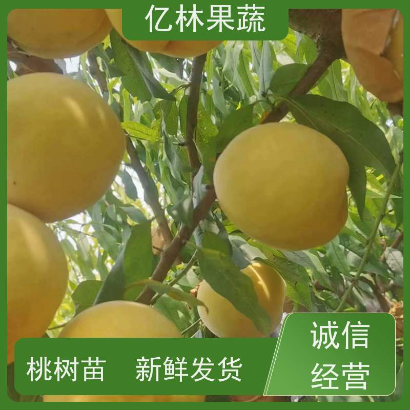 亿林苗木 黄桃苗 三公分现挖现发 品种齐全 成活率高