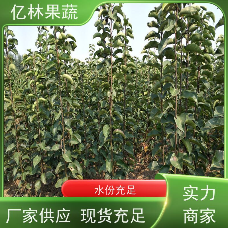 亿林苗木 黄桃苗 三公分现挖现发 品种齐全 成活率高