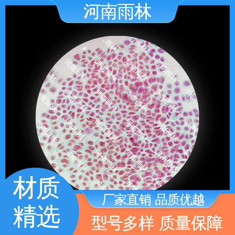 可提供材料 个性化定做 品质优良 实验切片 雨林