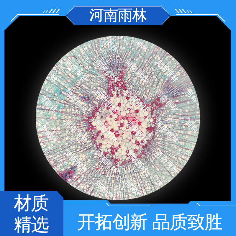 雨林教育工程 颜色鲜亮 售后无忧 支持定制 植物标本