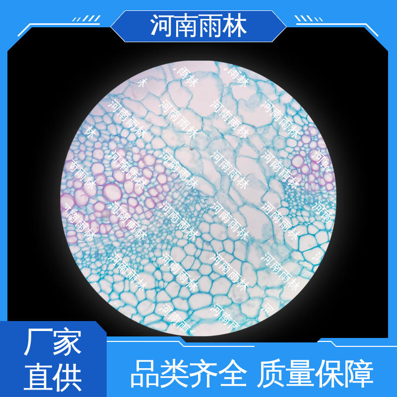 可后期加工 支持定制 质量保障 生物切片 雨林教育工程