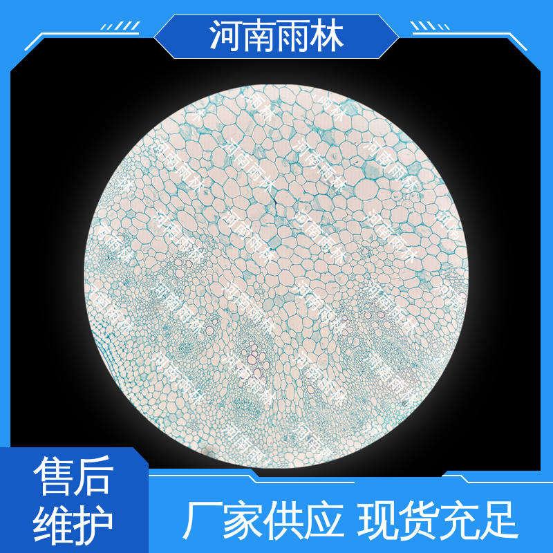 质量保障 植物标本 可定制 个性化定做 雨林教育工程