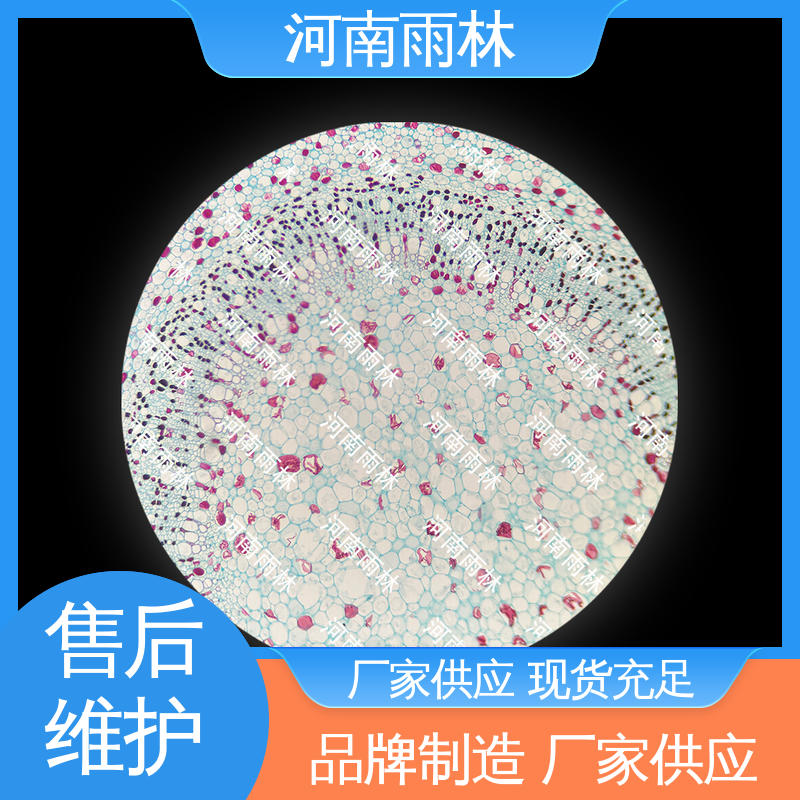 雨林教育 切片安全 支持定制 植物标本 可后期加工