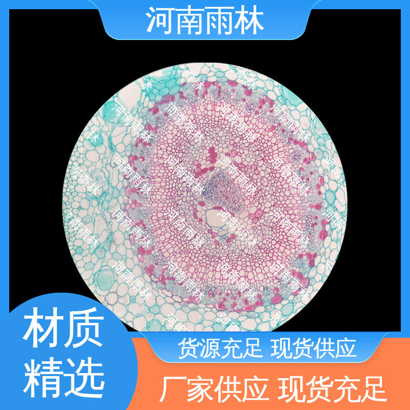 雨林教育工程 显微切片 颜色鲜亮 个性化定做 性价比高