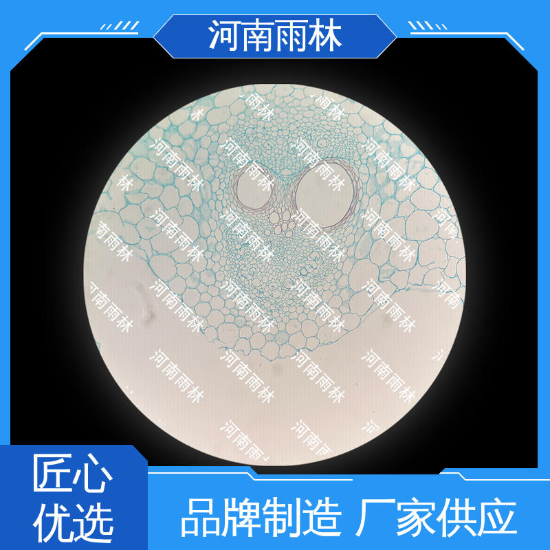显微标本 颜色鲜亮 个性化定做 可定制 雨林教育