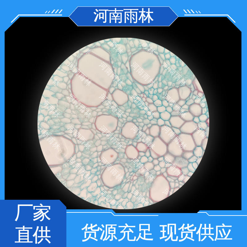 个性化定做 植物标本 一对一质检 性价比高 雨林