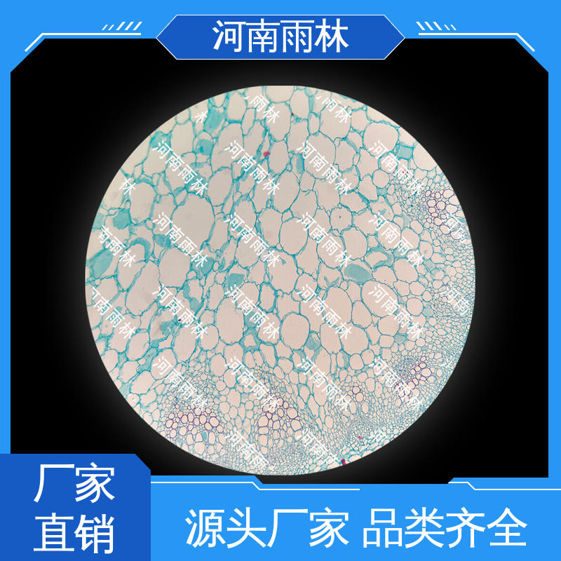 质量保障 可后期加工 生物切片 厂家销售 雨林教育