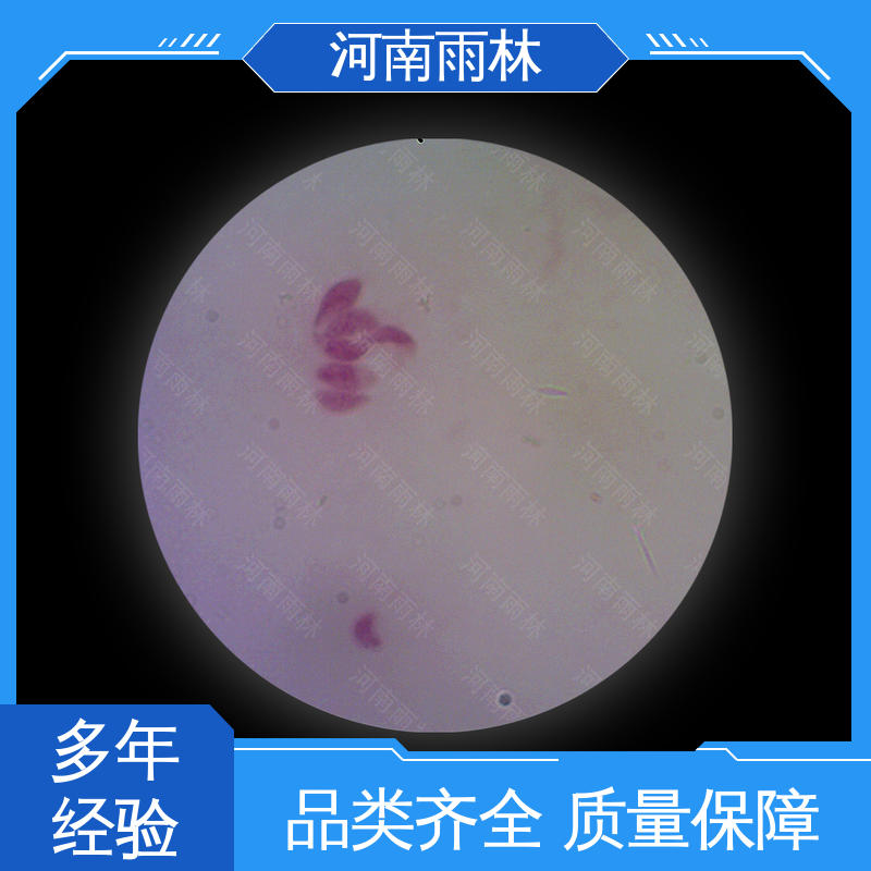 颜色鲜亮 植物切片 专业 性价比高 雨林教育工程