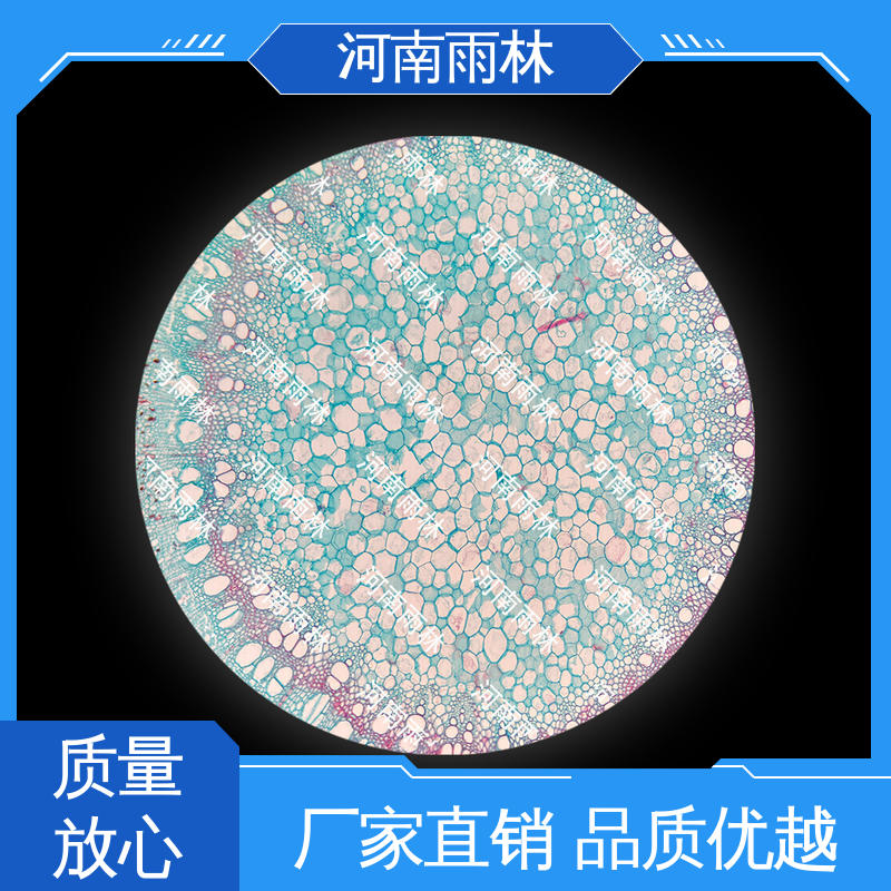 细胞清晰 可提供材料 植物切片 支持定制 雨林教育工程