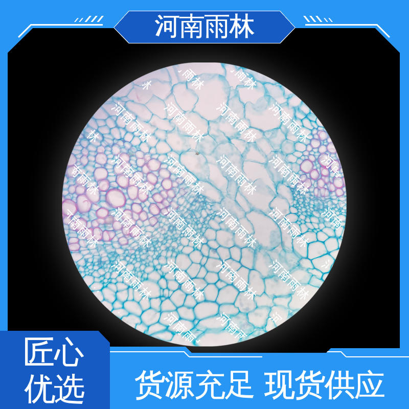 可后期加工 厂家销售 植物标本 一对一质检 雨林教育工程