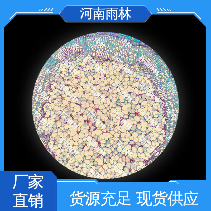 可后期加工 质量保障 植物标本 厂家销售 雨林教育工程
