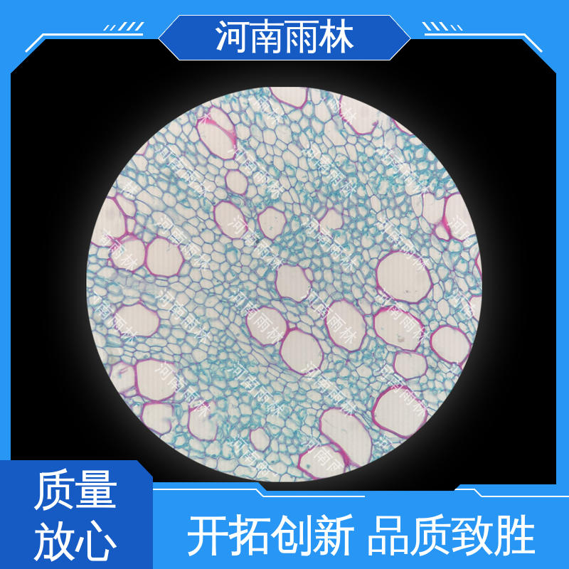植物切片 质量保障 售后无忧 个性化定做 雨林教育