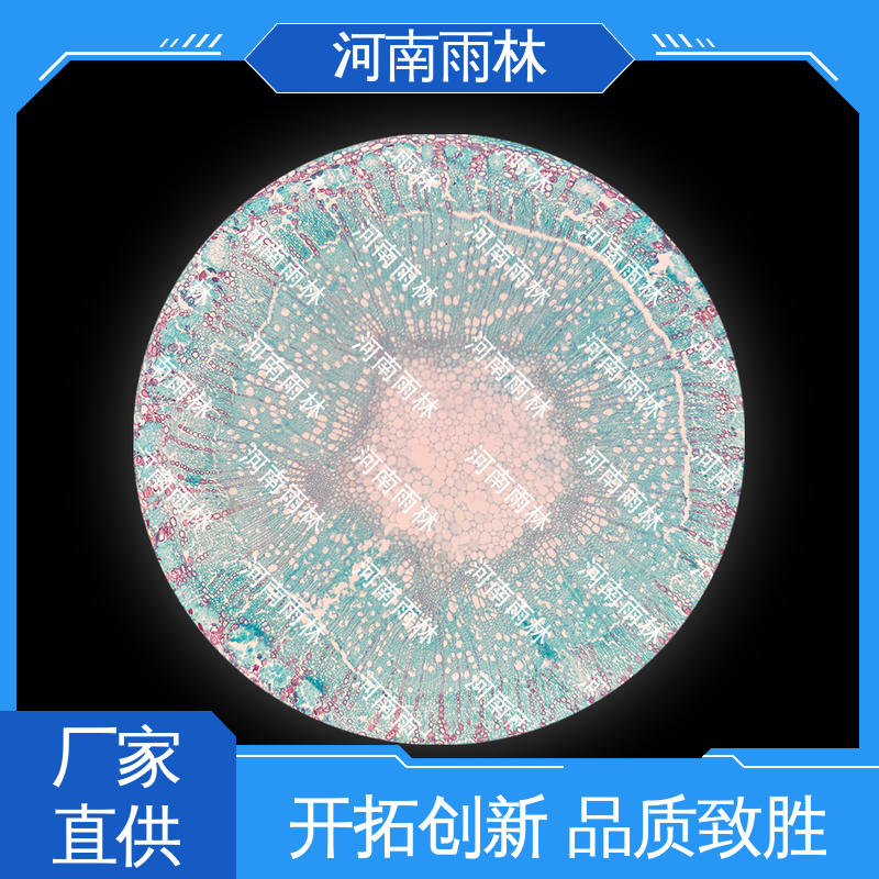质量优 支持定制 细胞清晰 植物切片 雨林教育工程