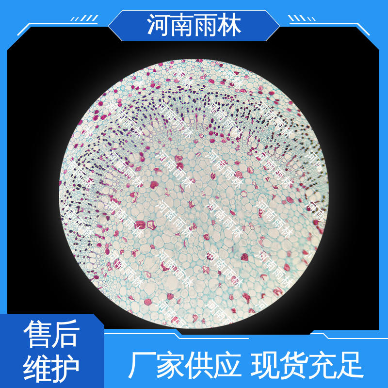 细胞清晰 可后期加工 病害标本 支持定制 雨林教育工程