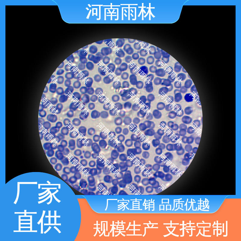 雨林教育工程 个性化定做 切片安全 性价比高 病害标本