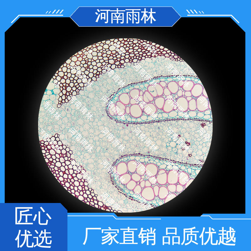 细胞清晰 植物标本 可提供材料 源头工厂 雨林教育工程