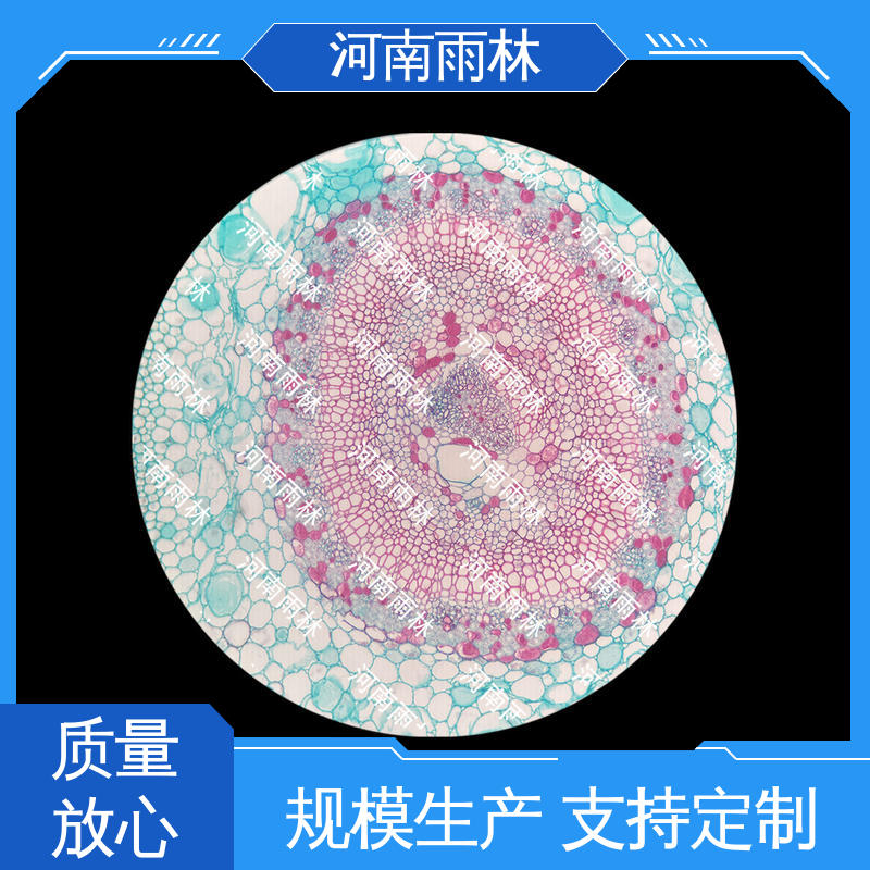 雨林教育 厂家销售 质量保障 售后无忧 实验标本