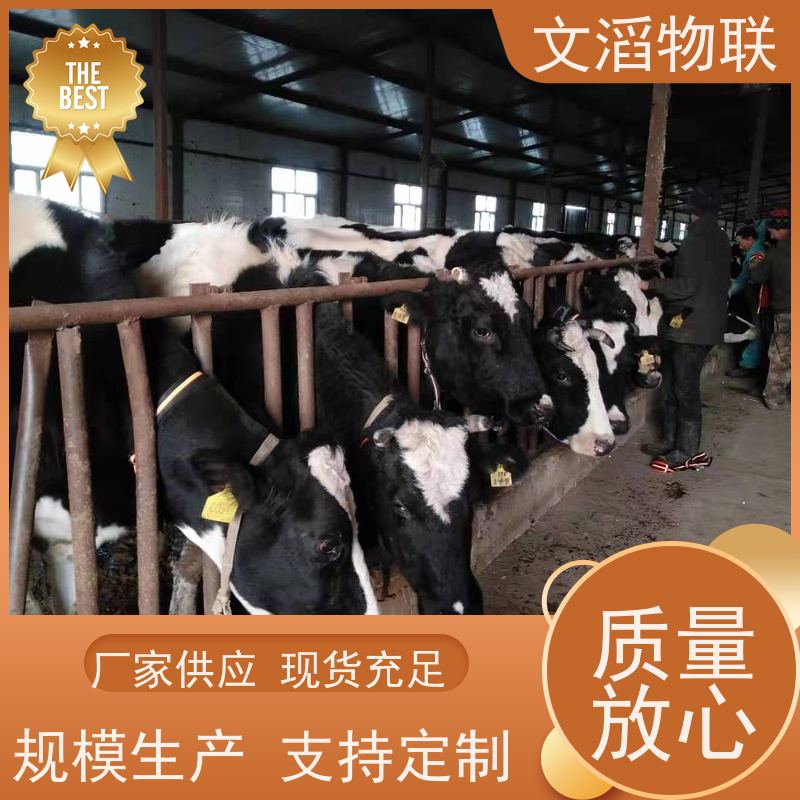 文滔物联 猪B超 宠物发情监测GPS定位计步器 厂家 